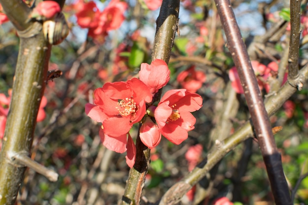 Red Flowers of Superba in Spring