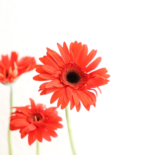 Red Flowers on White Background for Anniversary, Birthday, Wedding Floral Frame