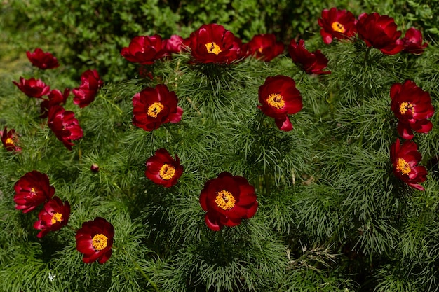 Red flowers with small green leaves Paeonia tenuifolia