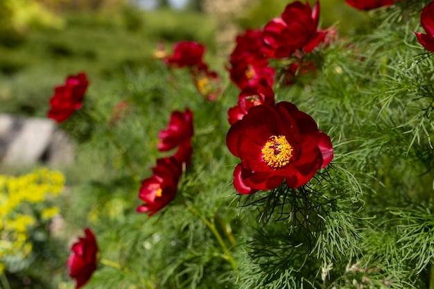 Red flowers with small green leaves Paeonia tenuifolia