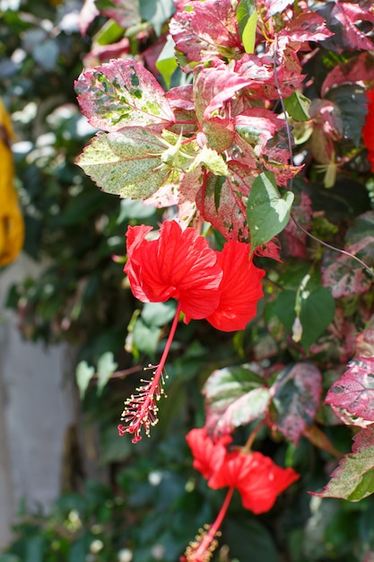 Red Flowers