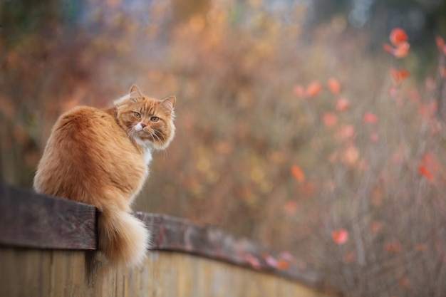 Red fluffy cat laying on the wooden fence in autumn day. Adorable bokeh with red leaves. Cottagecore aesthetics concept. Copy space