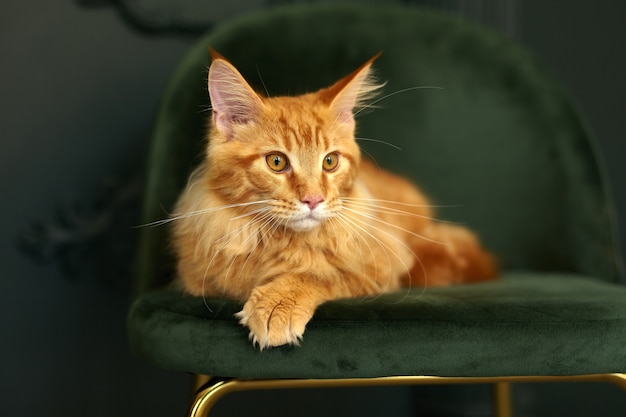 Red fluffy Maine Coon cat lies on a green velvet chair