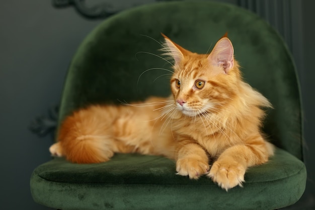 Red fluffy Maine Coon cat lies on a green velvet chair