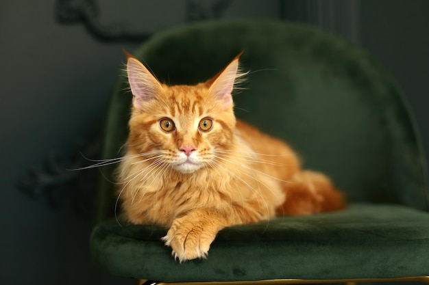 Red fluffy Maine Coon cat lies on a green velvet chair