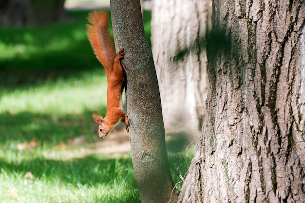 Red fluffy squirrel in a autumn forest Curious red fur animal among dried leaves