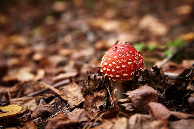 Red fly agaric in autumn forest. Poisonous mushroom. Amanita muscaria, closeup