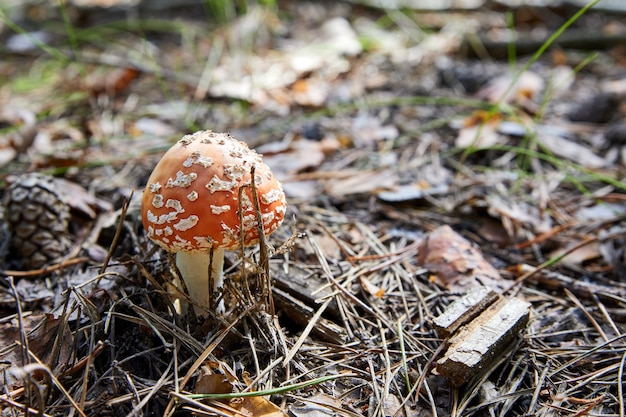 Red fly agaric in the forest