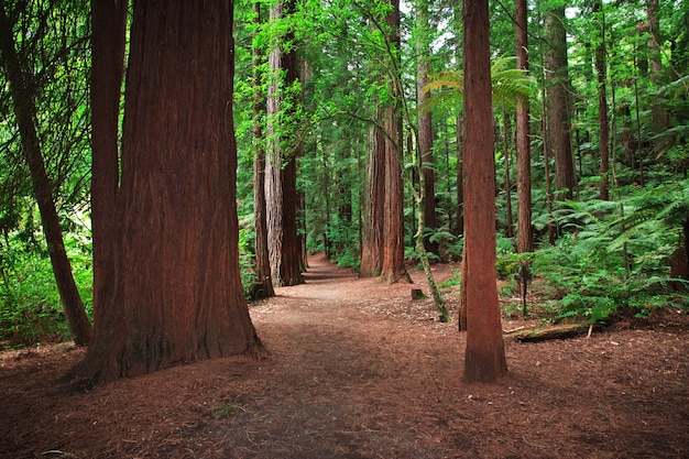 Red forest in Rotorua, New Zealand