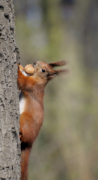 Red forest squirrel playing outdoors.