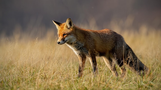 Red fox in autumn with blurred dry grass in background