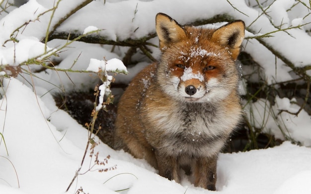 The red fox came out of the hole in winter