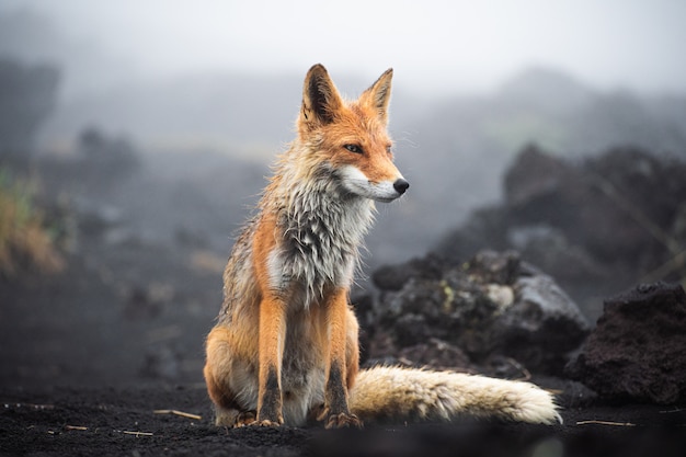 Red fox close up. Portrait of a fox in Kamchatka