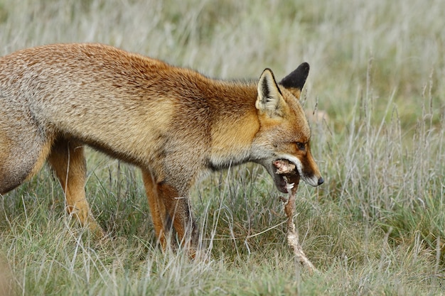 Photo red fox eating the prey in a grassy field