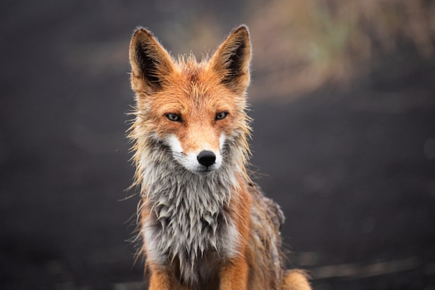 Red Fox at the edge of a forest/Red Fox/Red Fox (vulpes vulpes)