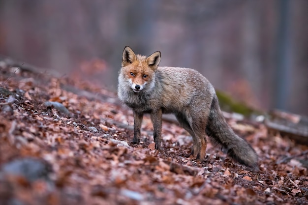 Red fox in the forest covered by dry leaves