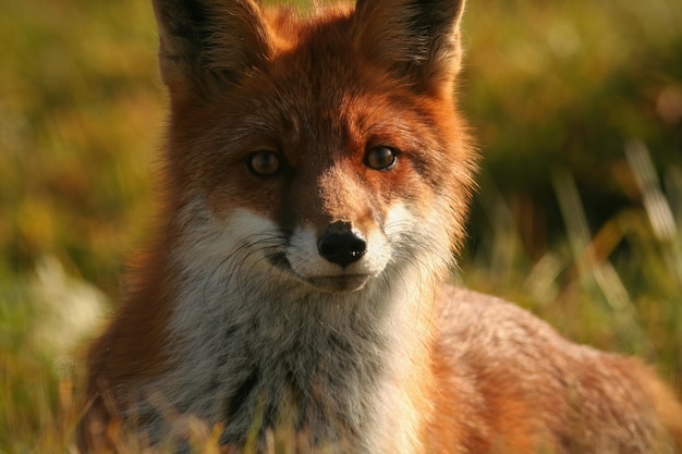 Red fox looking to the camera in close up in autumn