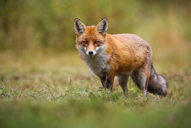 Red fox looking to the camera on green field in autumn