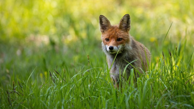 Red fox looking from a shelter in a tall green grass on a meadow in summer nature