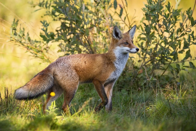 Red fox looking with interest next to a willow tree on a meadow in autumn