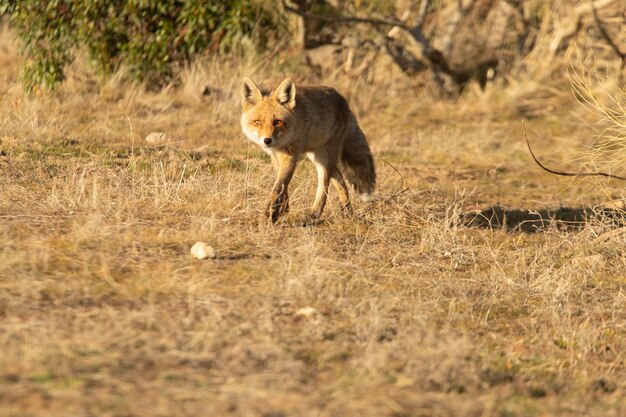 Red fox in a Mediterranean forest looking for food in the last light of a cold winter day