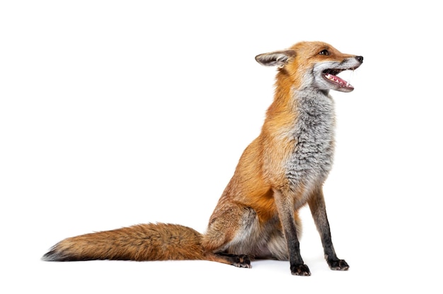 Red fox mouth open two years old isolated on white