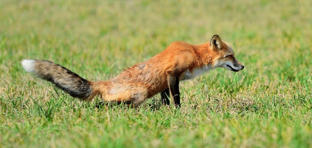 red fox in nature (Vulpes vulpes)