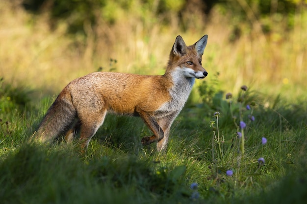 Red fox observing on green meadow in summer with sun in background