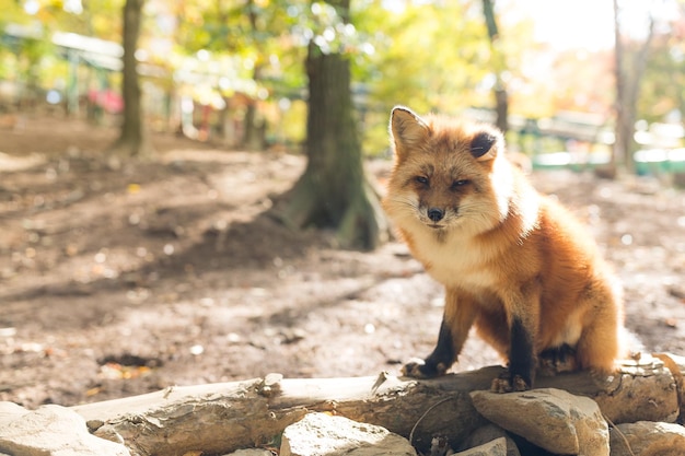 Red fox at outdoor