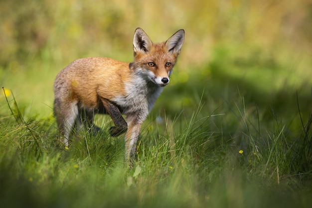 Red fox rising one leg and approaching from front on glade in summer nature