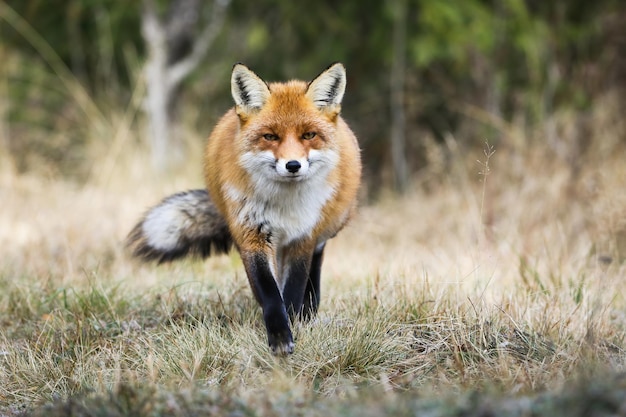 Red fox running closer on dry field in autumn from front