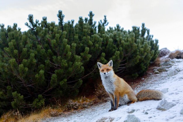 Red fox sitting in the natural environment High Tatra Mountains the mountain range and national park in Slovakia