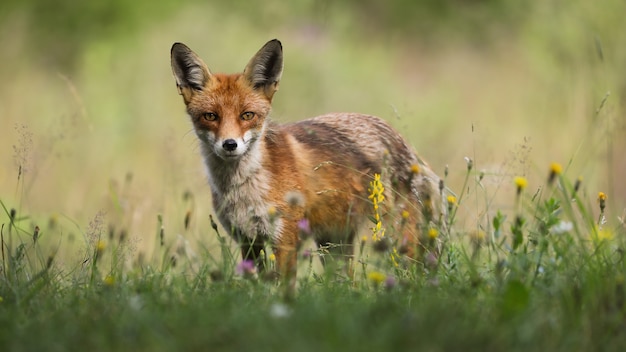 Red fox standing on blooming pasture in summer sunlight