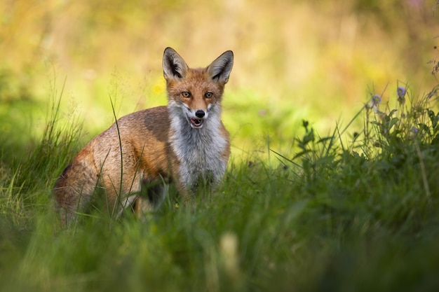 Red fox standing in green grass on a meadow and breathing through open mouth.