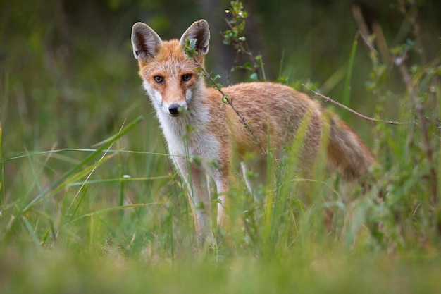 Red fox standing on growing grassland in summertime