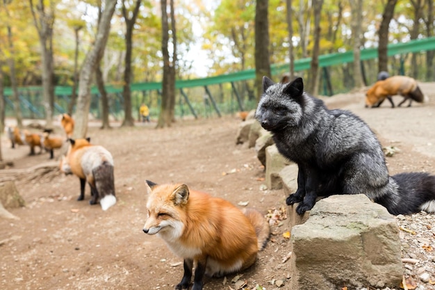 Red fox standing on rock