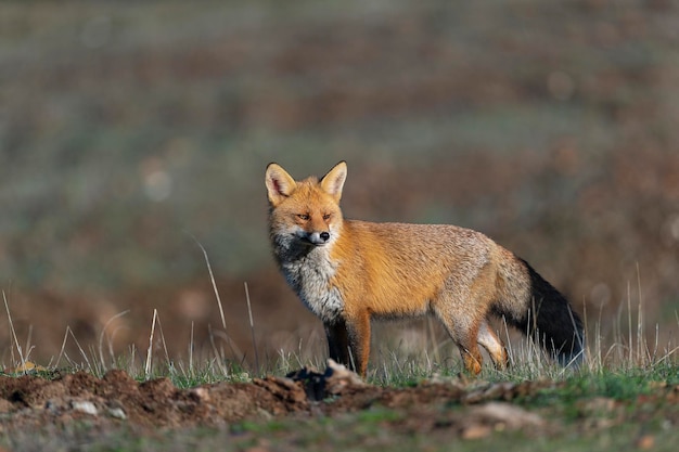 Red fox (Vulpes vulpes) Malaga, Spain