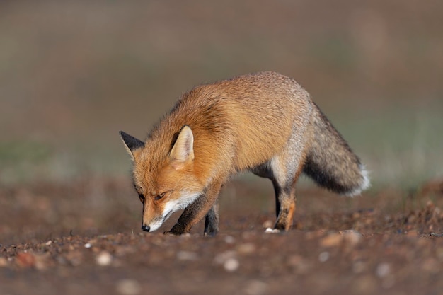 Red fox (Vulpes vulpes) Malaga, Spain