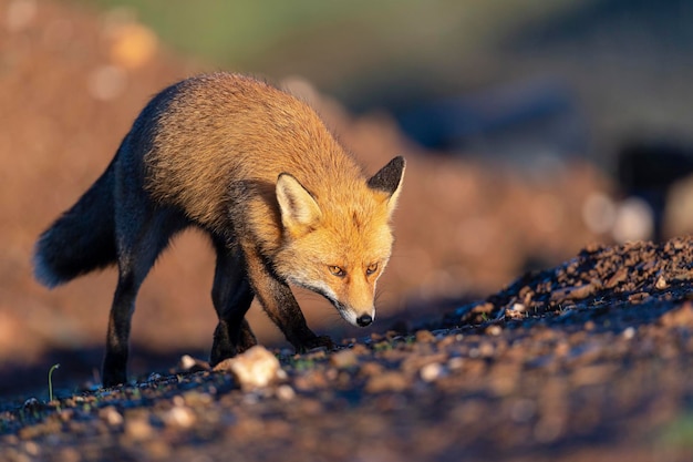 Red fox (Vulpes vulpes) Malaga, Spain