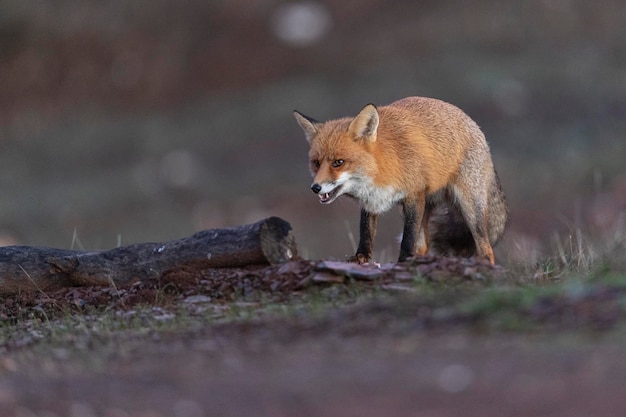 Red fox (Vulpes vulpes) Malaga, Spain