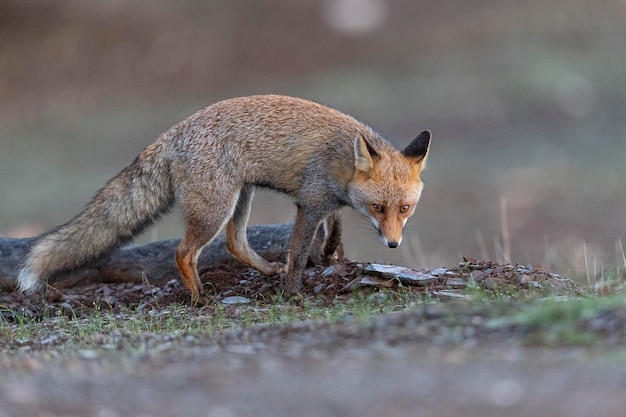 Red fox (Vulpes vulpes) Malaga, Spain