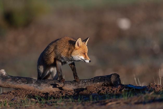 Red fox (Vulpes vulpes) Malaga, Spain