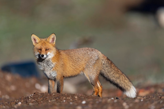 Red fox (Vulpes vulpes) Malaga, Spain