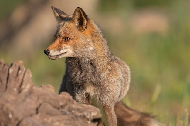 Red fox (Vulpes vulpes) Malaga, Spain