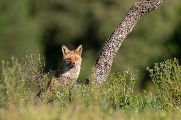 Red fox (Vulpes vulpes) Malaga, Spain