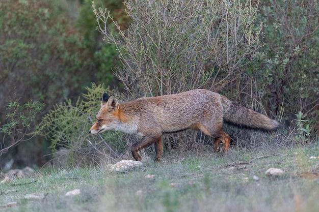 Red fox (Vulpes vulpes) Malaga, Spain