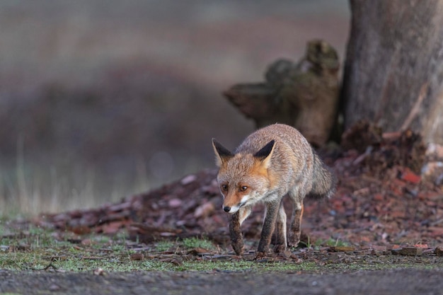 Red fox (Vulpes vulpes) Malaga, Spain