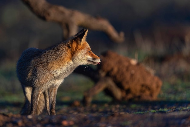 Red fox (Vulpes vulpes) Malaga, Spain