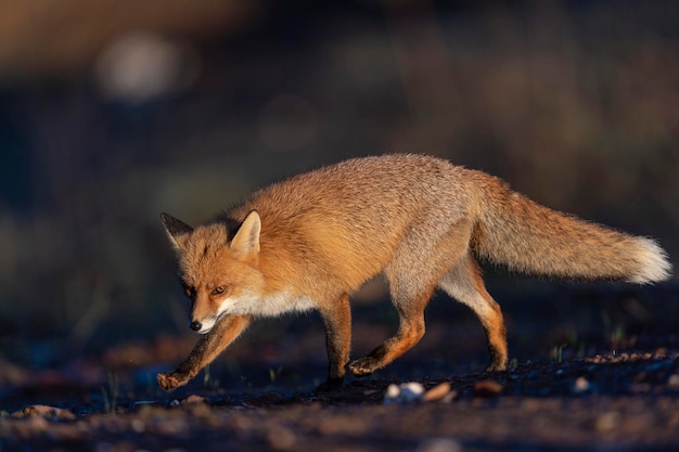 Red fox (Vulpes vulpes) Malaga, Spain