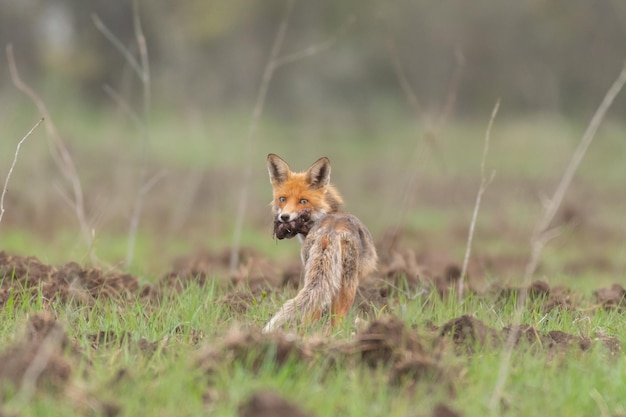 Red fox Vulpes vulpes Mother Fox with her Prey